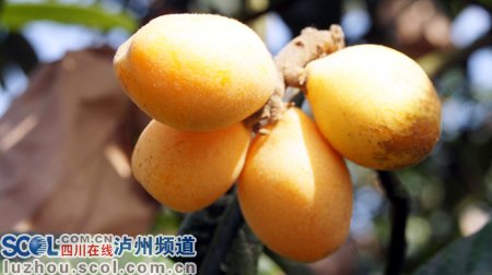 纳溪天仙枇杷树上卖断货 价格翻番不愁销