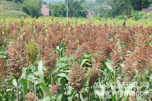 宜宾县:酿酒高粱喜获丰收