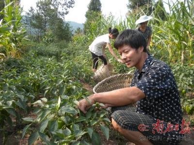 营山县柏林乡人口_营山县大庙乡