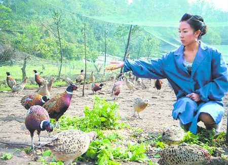 江油市22岁美女\隐居山林\养野鸡(图)