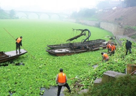 泸州爆发水葫芦灾害 2公里河道捞出160吨