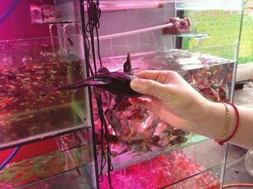 泸州市民 怪鱼全身黑黢黢 硬梆梆王芳 清道夫