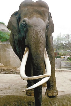 印度一只公象求爱不成 杀害12只母象(图)