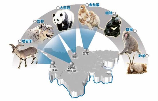 四川陆生野生动物资源调查 偷拍金丝猴迁徙