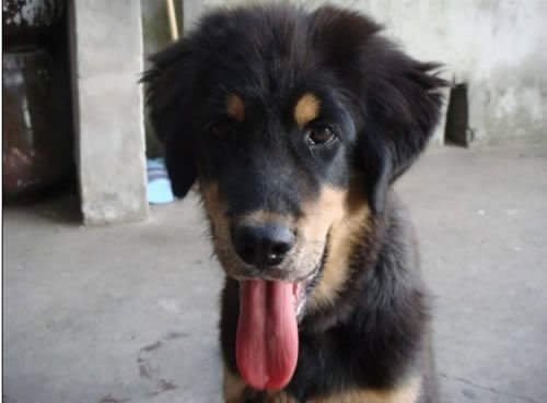 宜宾城区将新增2处狂犬疫苗接种点