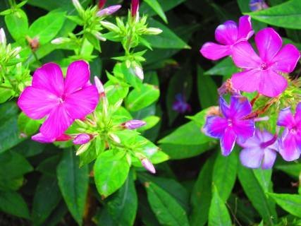 生活魔法师 佳能极鲜艳色彩模式试用