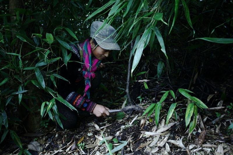 马边大风顶有机竹笋175g 鲜嫩脆的山中珍品