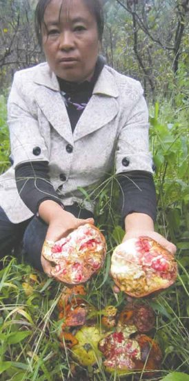 两万斤石榴炸果 专家称或因肥料含硼所致(图)