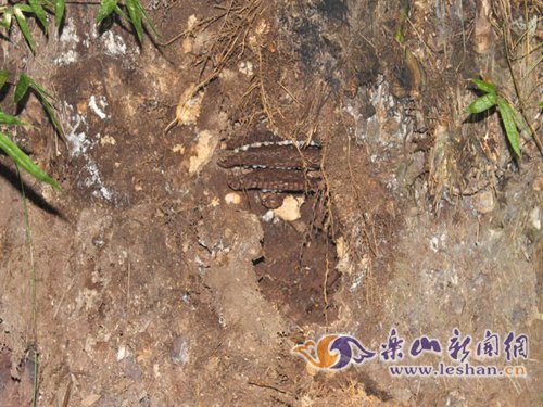 马峰蛰死砍柴老人 夹江消防剿蜂除害[图]