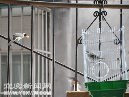 市民捡到白头翁幼鸟 鸟妈妈天天来喂食