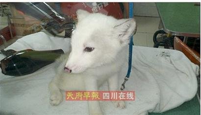 成都网友养狐狸 发微博求交往为其找伴儿