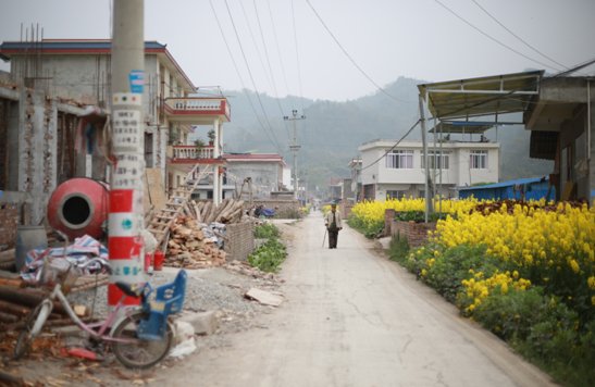 芦山清仁乡仁加村,工地和油菜花田接壤,震后一年,这里的人们继续着