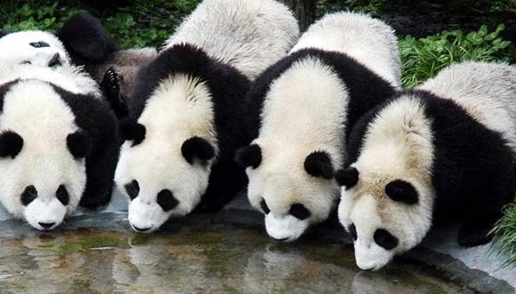 四川陕西甘肃三省将联建大熊猫国家公园(图)