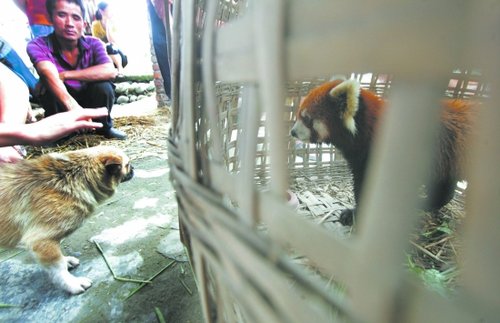 成都郫县安德镇村民发现并活捉一只小熊猫