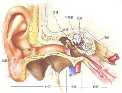 成都一男子耳内进蟑螂 拿杀虫剂喷致耳朵红肿(图)