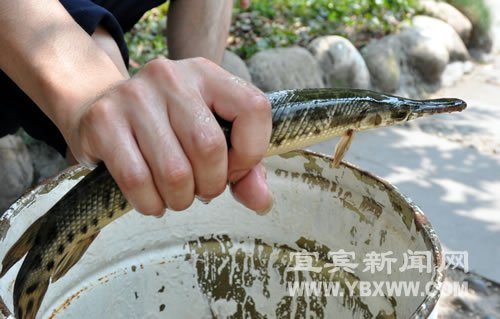 宜宾一小区水池发现美洲食肉鱼_大成网_腾讯网