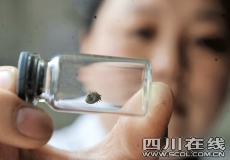 鼻子发痒,疼痛,出血原来里面有只吸血虫_新闻