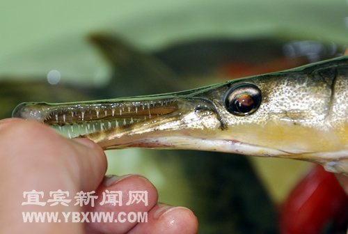 宜宾一小区水池发现美洲食肉鱼