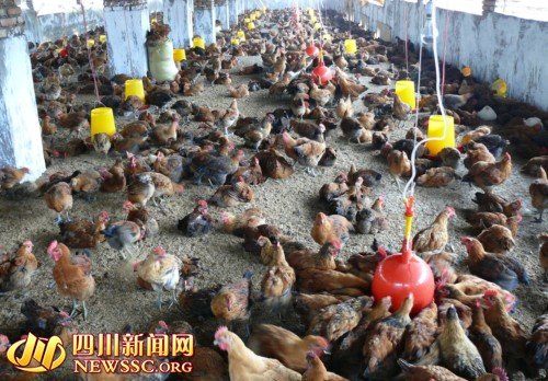雅安:天全县四举措推动林下养鸡产业发展