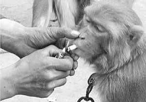 猴子被逼抽烟发飙 耍猴人求饶围观者哄笑(图)