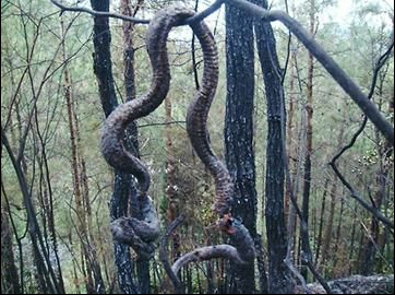 巴中蟒蛇引发山火 专家分析:因为爬得太慢(图)