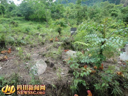雅安:天全县四举措推动林下养鸡产业发展