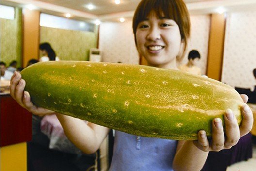 绵阳现巨型黄瓜+长56厘米重达7斤(图)