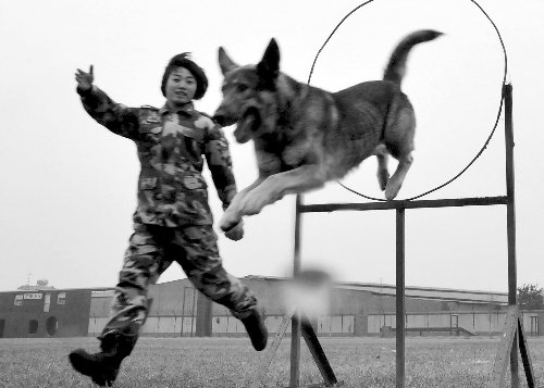 武警四川总队女子特警队将增加警犬训练科目