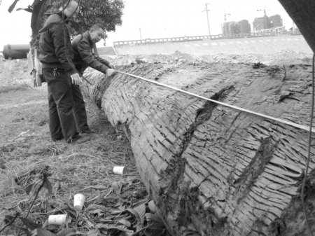 绵阳三台采沙老板涪江中挖出20米长乌木(图)