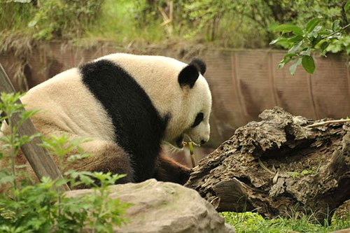 专家称大熊猫栖息地大规模移动的可能性不大