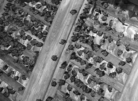 黑压压的蝙蝠挂满屋檐