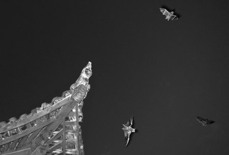 蝙蝠飞进古庙中