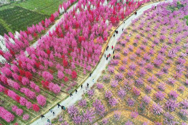 绵阳市安州区乐兴镇百花乐园,盛开的鲜花吸引了众多市民赏花踏青,体验