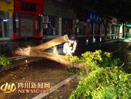 德阳局地降雨量296.1毫米 农作物受损达8000余