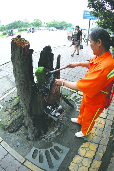 成都一树洞变天然垃圾桶 街道重栽新树