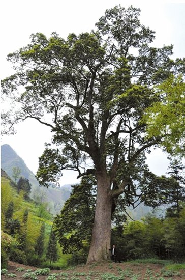 泸州叙永长出树中之王 七八个人才能合抱(图)