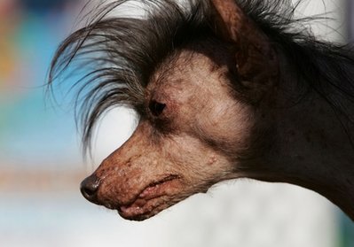 世界上最丑的狗去世 曾为公益募款10万美元_新
