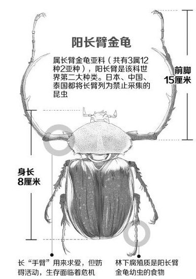 青城山现巨型金龟子 属国家二级保护动物(图)