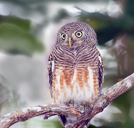 什么动物最怕水猜一个成语_一幅简笔画猜一个成语(3)