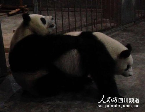 美女熊猫看AV后圆房成功