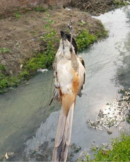 市民散步发现路边安装捕鸟网 1只小鸟被悬在半