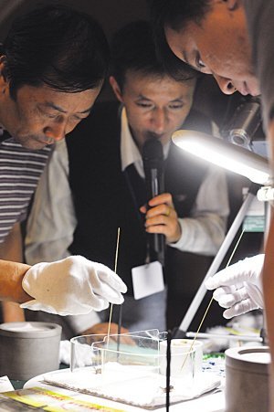 南京举行斗蟋蟀大赛 200多只蟋蟀角逐虫王