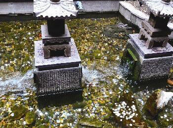 成都多处景观地被当许愿池 众多游客投币祈福(图)