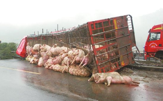 包茂高速载生猪货车侧翻 致4车相撞2死3伤(图)_大成网_腾讯网