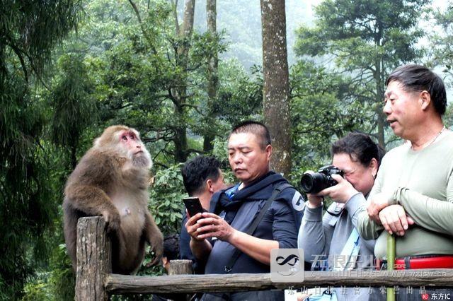 峨眉山游客被收15元猴子险 涉事导游被罚20