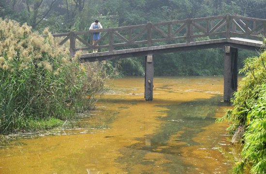 成都白鹭洲湿地红藻入侵 关闭治理60天(图)