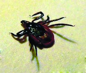 蜱虫疫情恐蔓延 山东湖北疑现致死病例