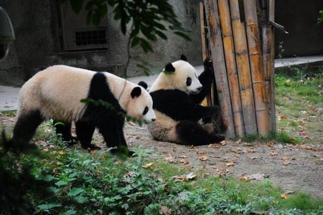 致全国游客 快来领取你的全新四川旅游攻略