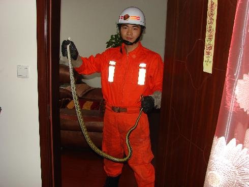 大蛇闯进二层居民楼