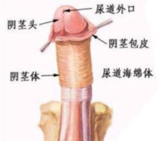 成都做包皮过长手术_阴茎增大增粗_成都做包